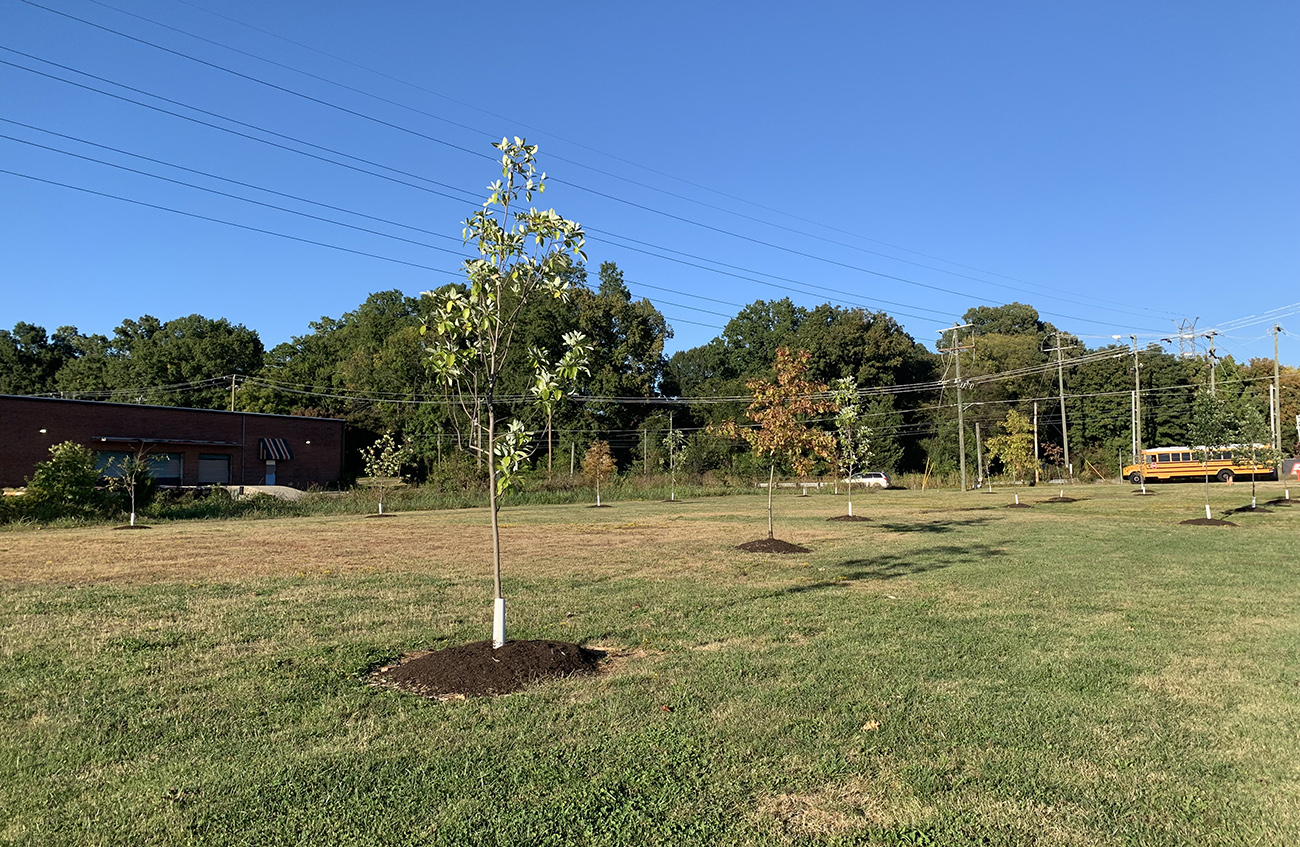 young trees planted in a grass field