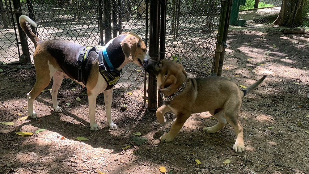 hound dog and German Shepherd puppy sniffing each other near a fence