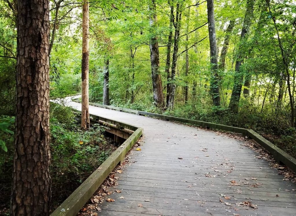 boardwalk trail through trees