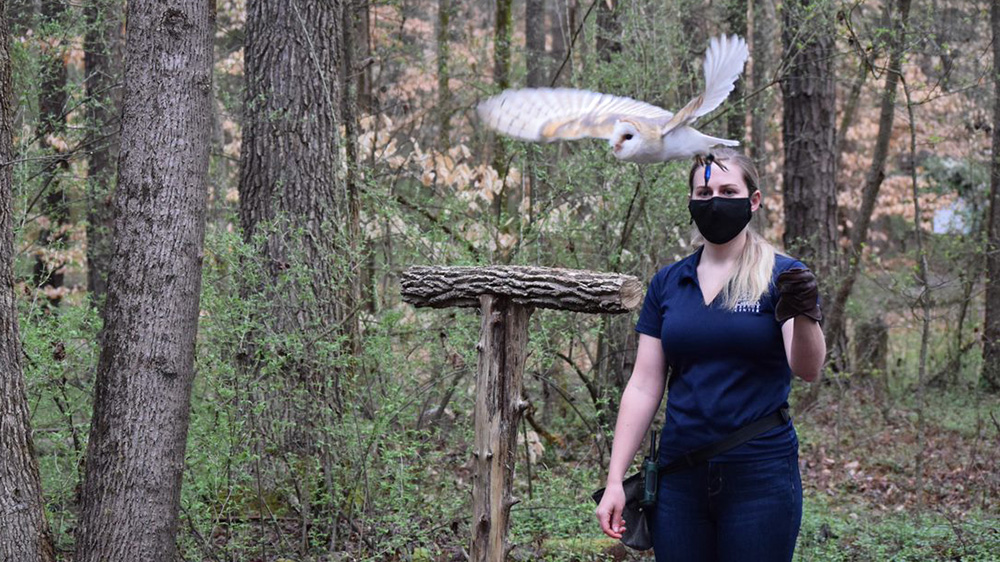 woman in mask handling an owl for a raptor show