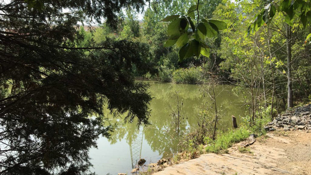pond with trees around it
